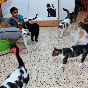 חדר מלא בחתולים