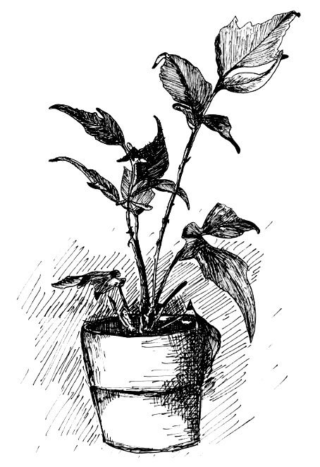 plant_edited.jpg