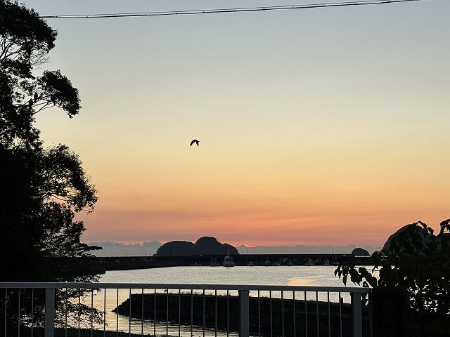 三重県 尾鷲市 鰹 血合い 鰹 骨 生節
