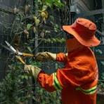 Servicio de poda y mantenimiento de zonas verdes