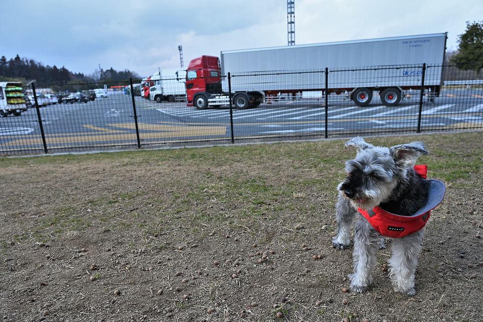 帰りに小谷サービスエリアのドッグランで遊ぶ。