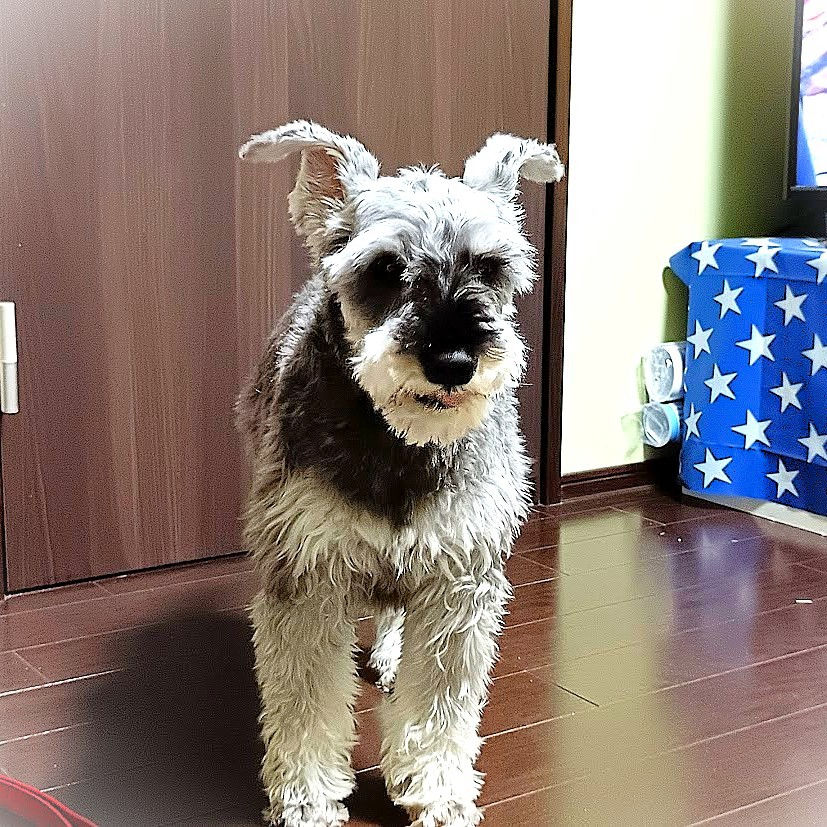 ミニチュアシュナウザーもうすぐ13歳を迎える男の子。