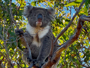 Koalas