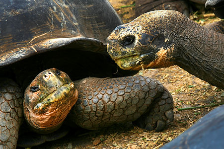 giant tortoise