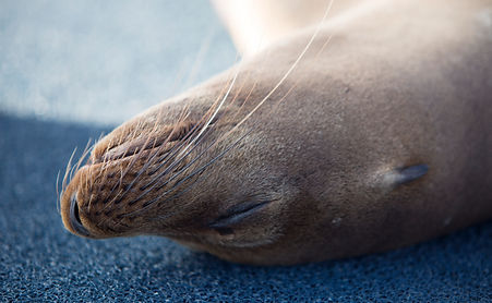 sea lion