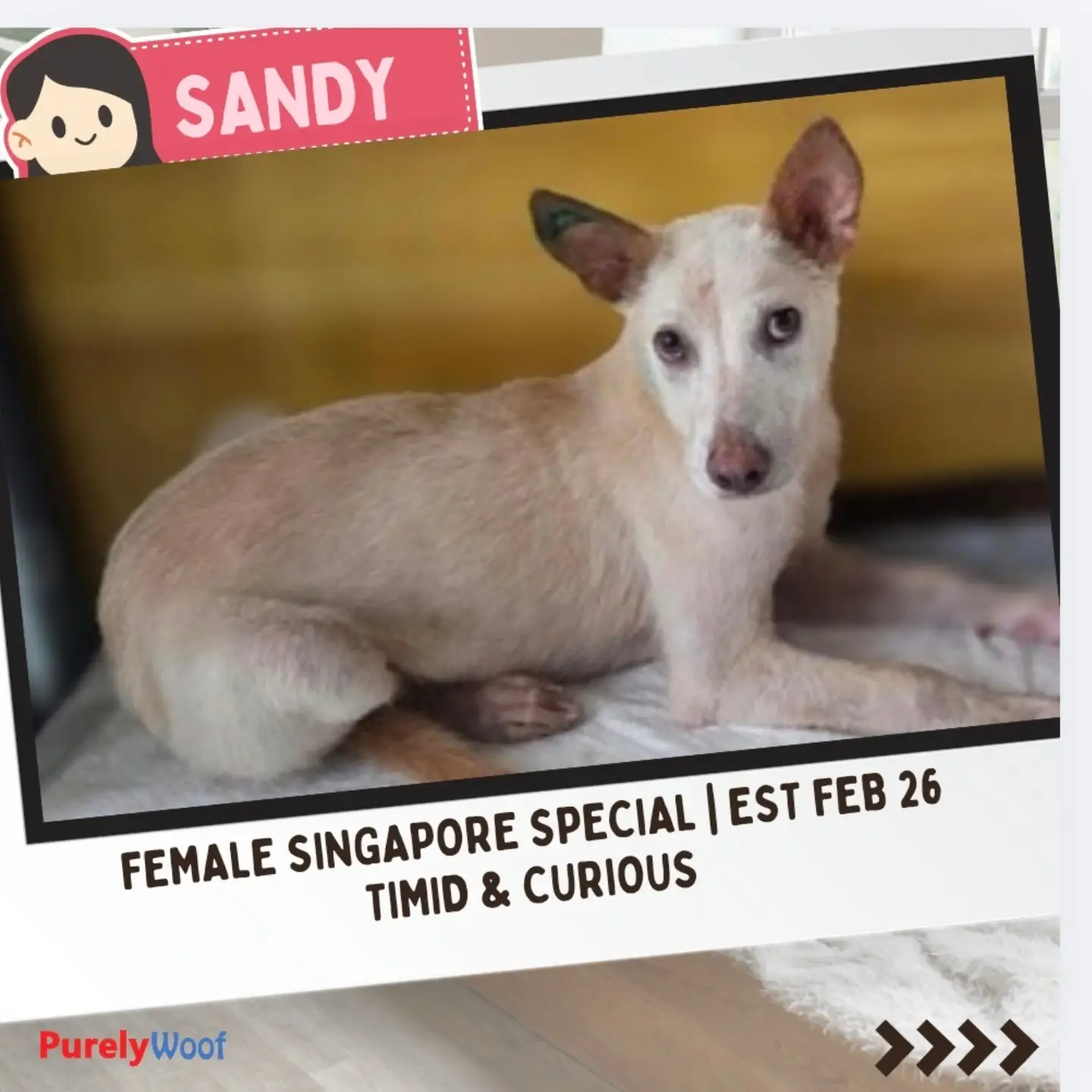 Sandy, a rescue dog listed by Purely Adoptions