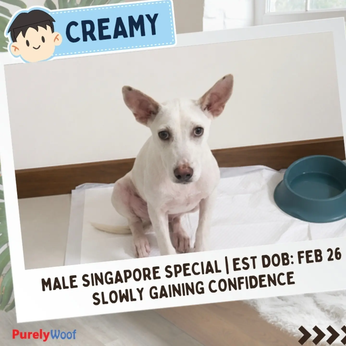 Creamy, a rescue dog listed by Purely Adoptions