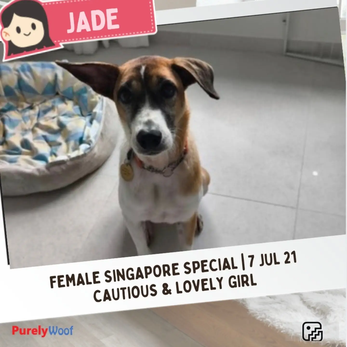 Jade, a rescue dog listed by Purely Adoptions