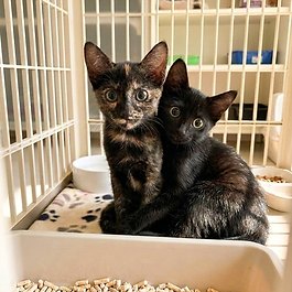 cat adoption Singapore,
adopt a cat Singapore,
kitten adoption Singapore,
cats for adoption Singapore,
rescue cat Singapore,
kittens for adoption Singapore