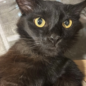 Cat Adoption, Kitten Adoption, Cats for Adoptions, Kittens for Adoption