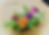 Thumbnail: Sola Flower Projects