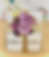 Thumbnail: Sola Flower Projects