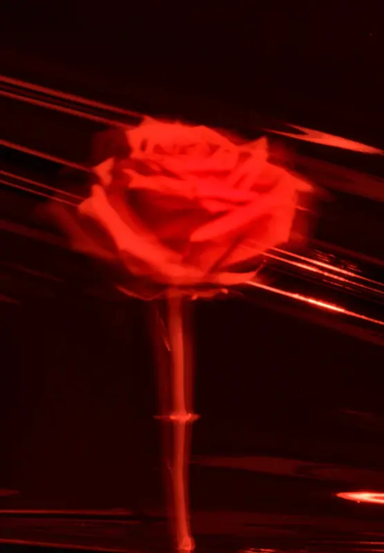 Personas-Rosaetterna-165-1_d6919f9f-40d7-416e-8e3a-790a7d49888c