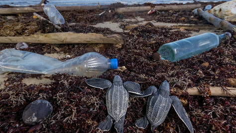Por que raios não protegemos a natureza?