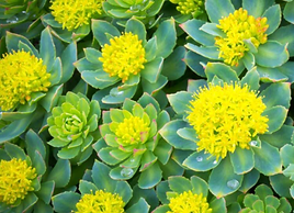 rhodiola.png