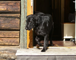 Dellacher Alm