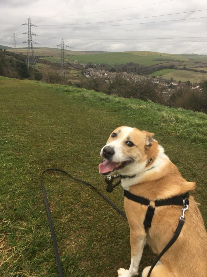 JACK Crossbreed onthewayhome