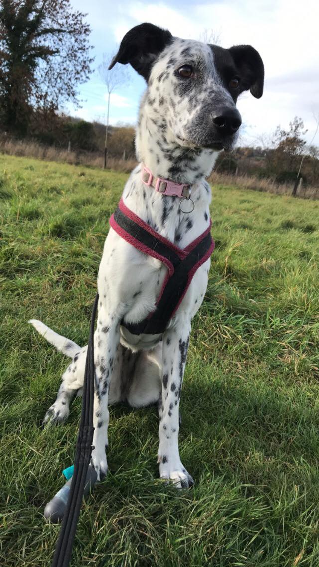 dalmation cross collie