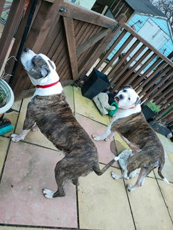 151284293_279735686906497_41649913328954