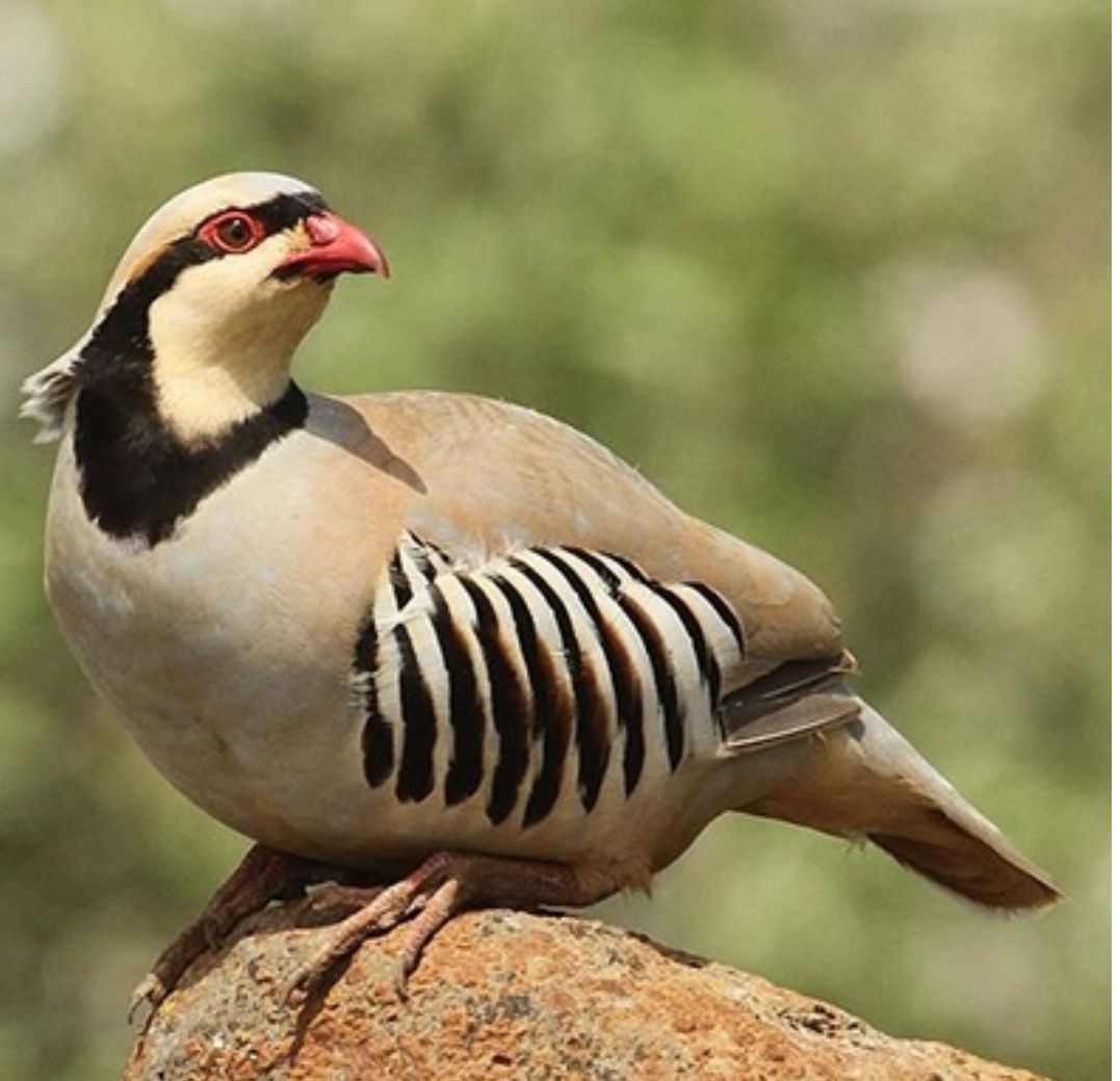 25 Chukar Hatching Eggs
