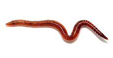 Worms-Free-PNG.png