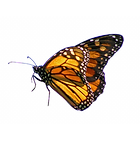 butterfly_edited.png