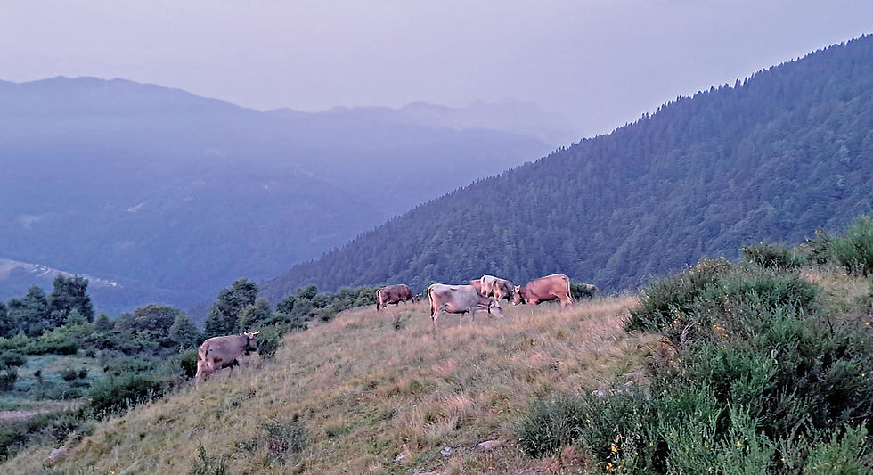 Nuove leve all’Alpe Pietrarossa