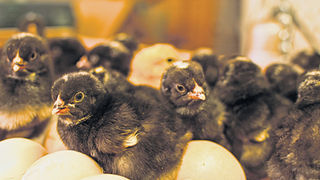 Riproduzione negli allevamenti di galline
