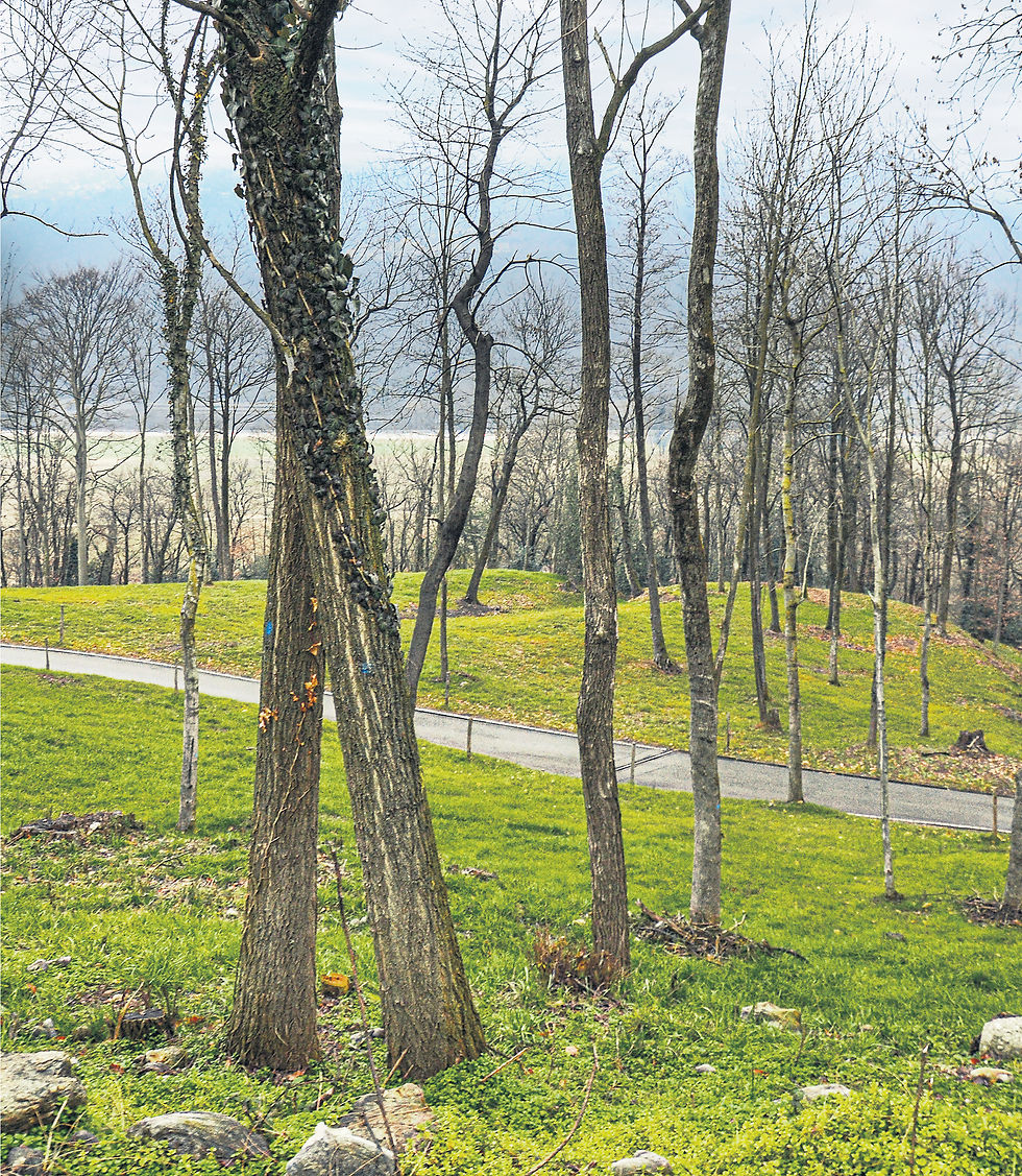 Pascolo nel bosco alla tenuta Bally.