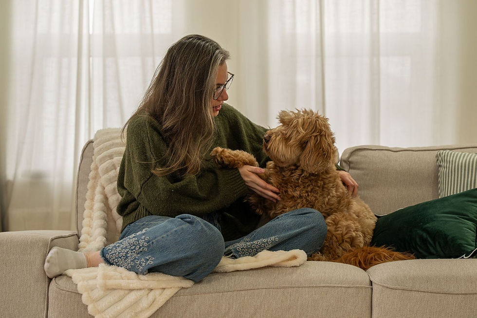 Australian Labradoodle puppy development UK breeder