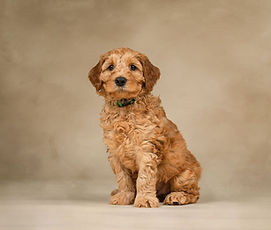 Australian Labradoodle puppy UK for sale sitting in studio with soft fleece coat and friendly expression