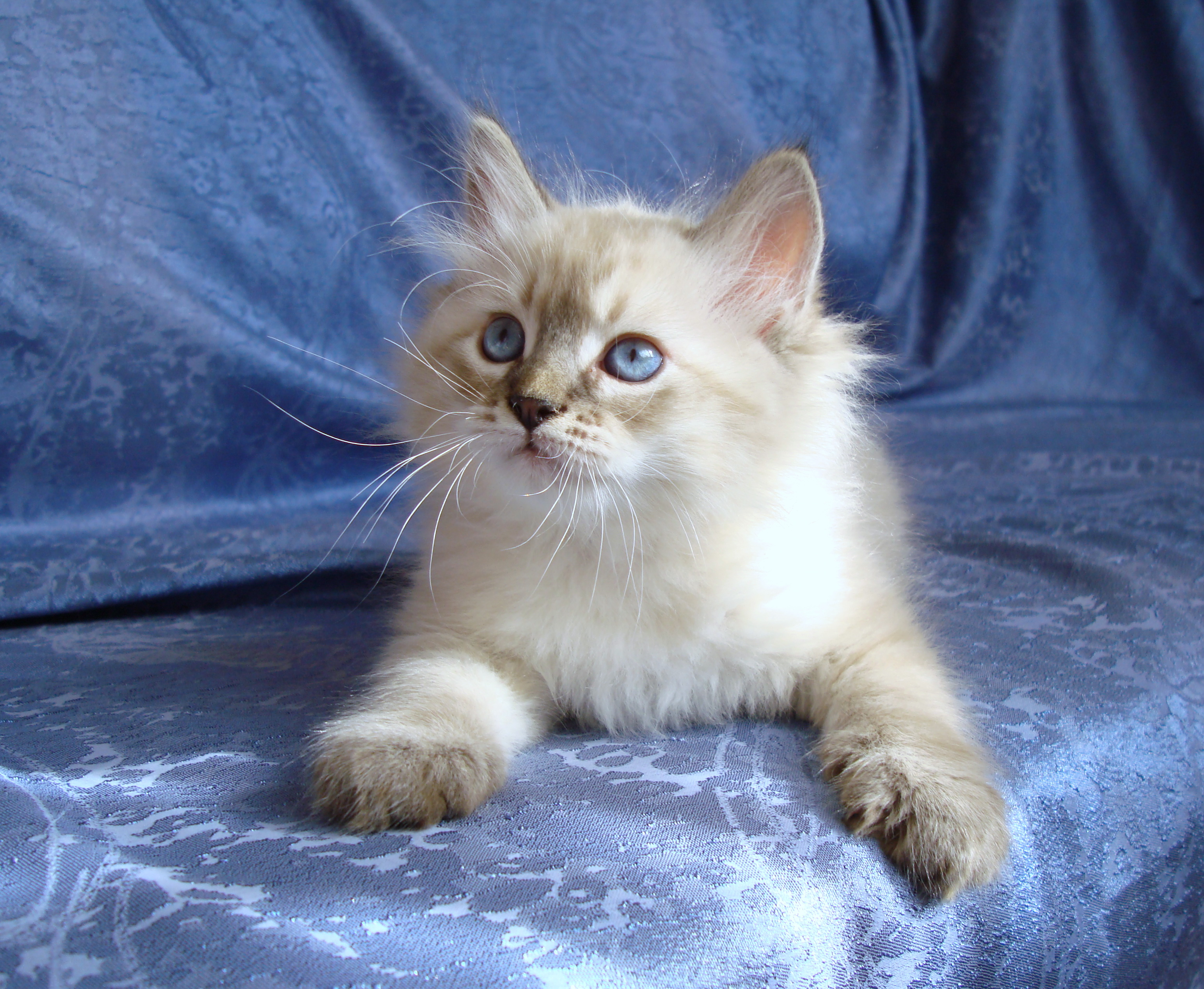 Berendey 8 weeks
