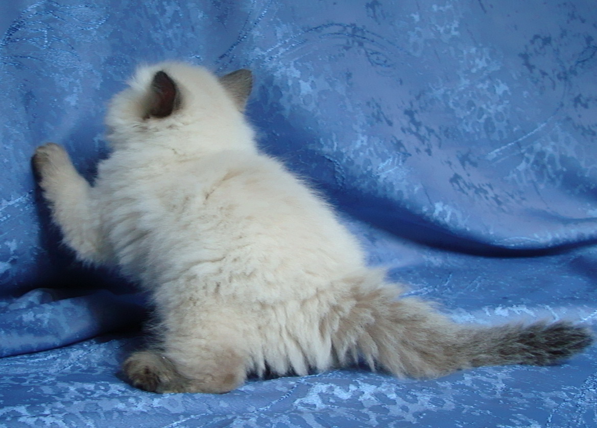 Darcy Maris Stella 1.5 month