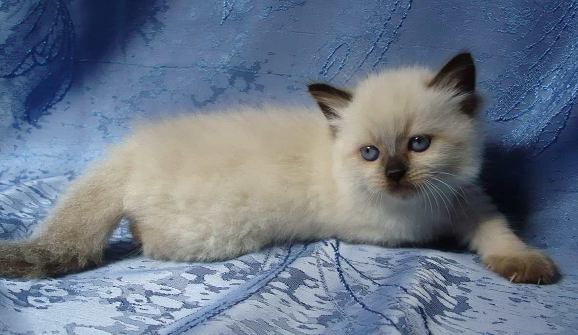 Eva Maris Stella 5 weeks