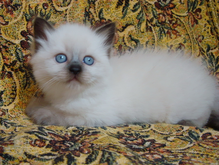 Elina Maris Stella,female,5 weeks