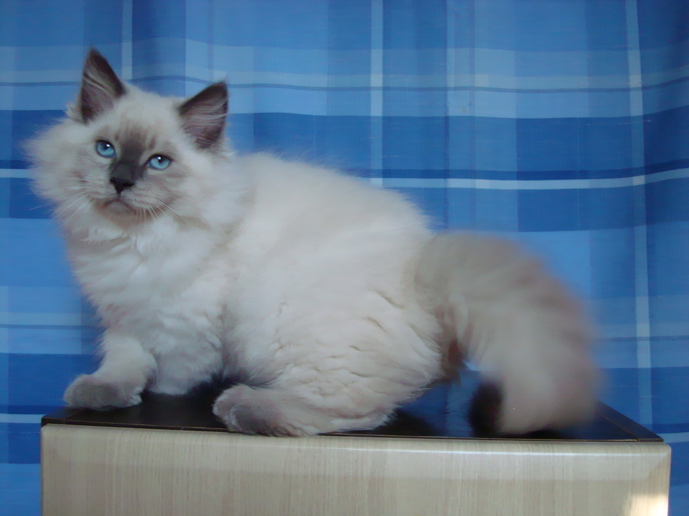 Dolores Maris Stella 3 months