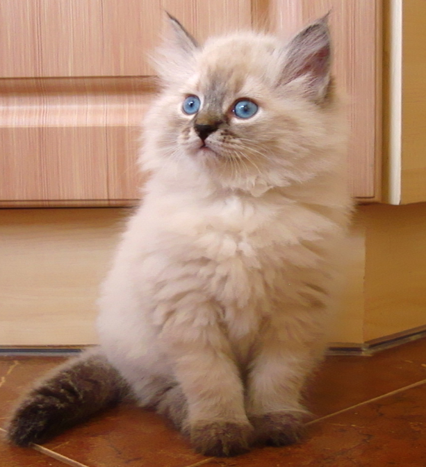Сlementinе 7 weeks