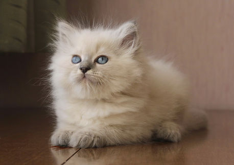 невские маскарадные котята