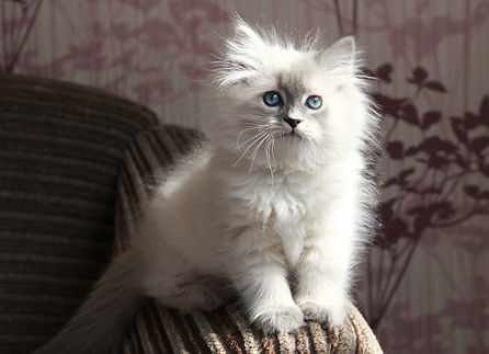 невские маскарадные котята