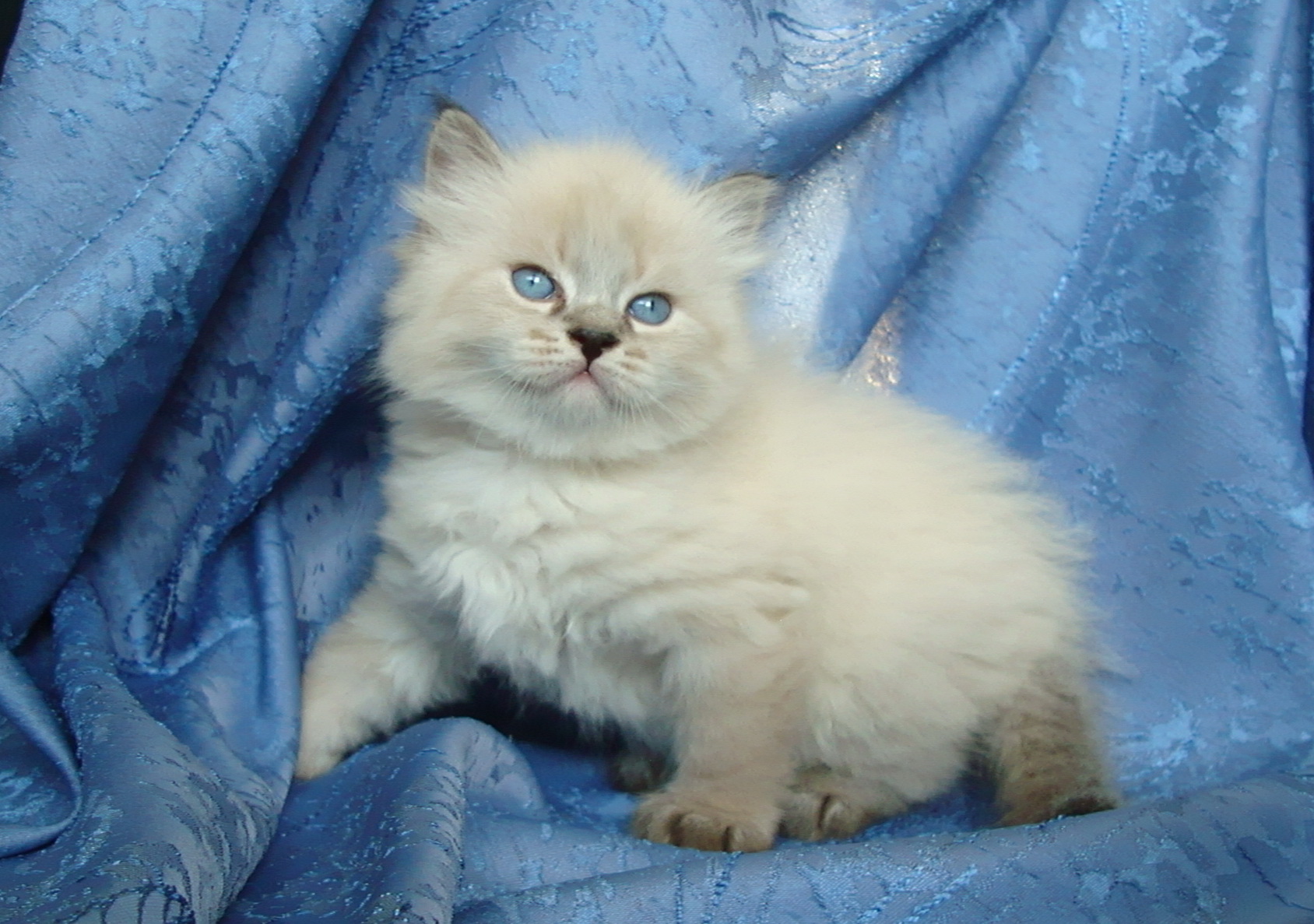Filimon Maris Stella,male -4,5 weeks