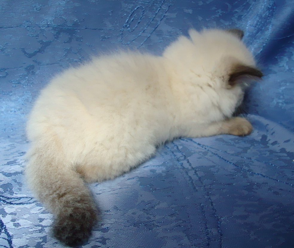 Eva Maris Stella 5 weeks