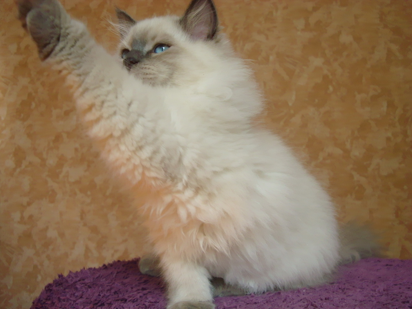 Dolores Maris Stella 3 months