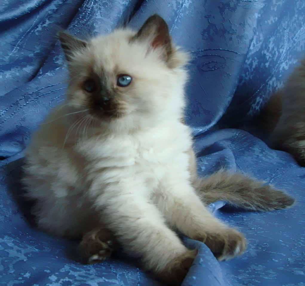 Darcy Maris Stella 1.5 month