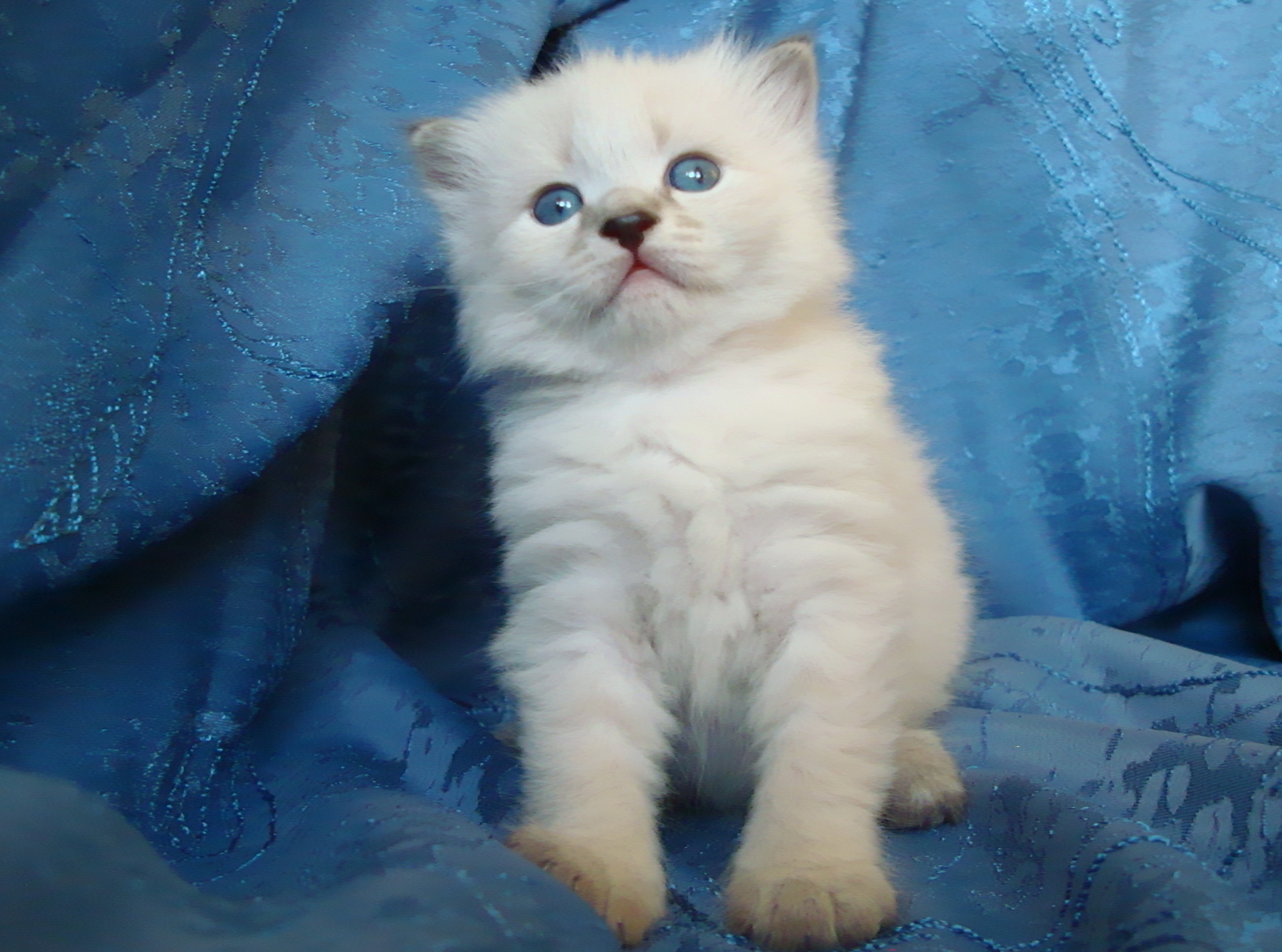 Feodor Maris Stella,male - 3 weeks