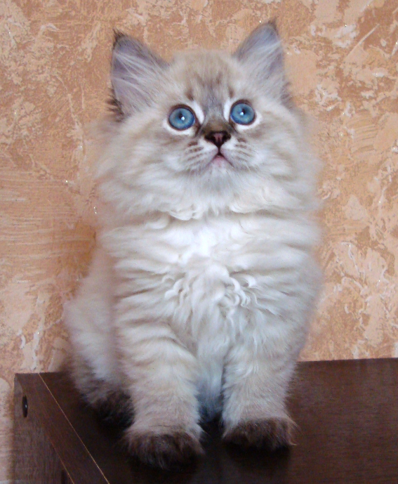 Barbariska 45 days
