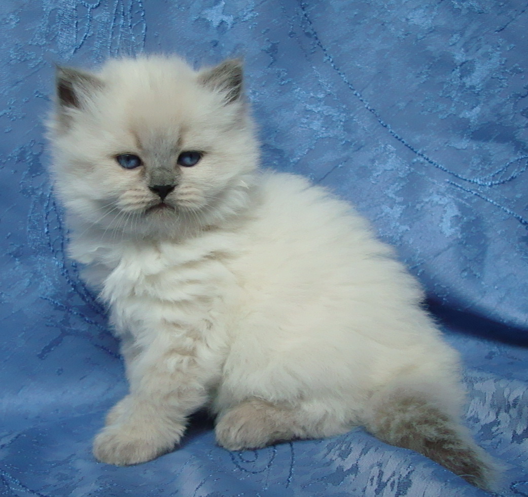 Dolores Maris Stella 5 weeks