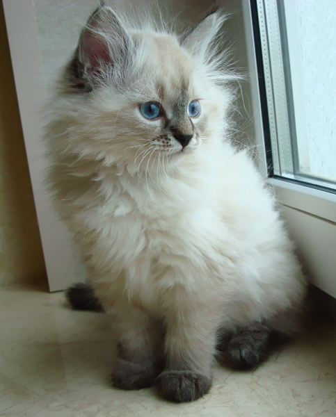Clementine 8 weeks