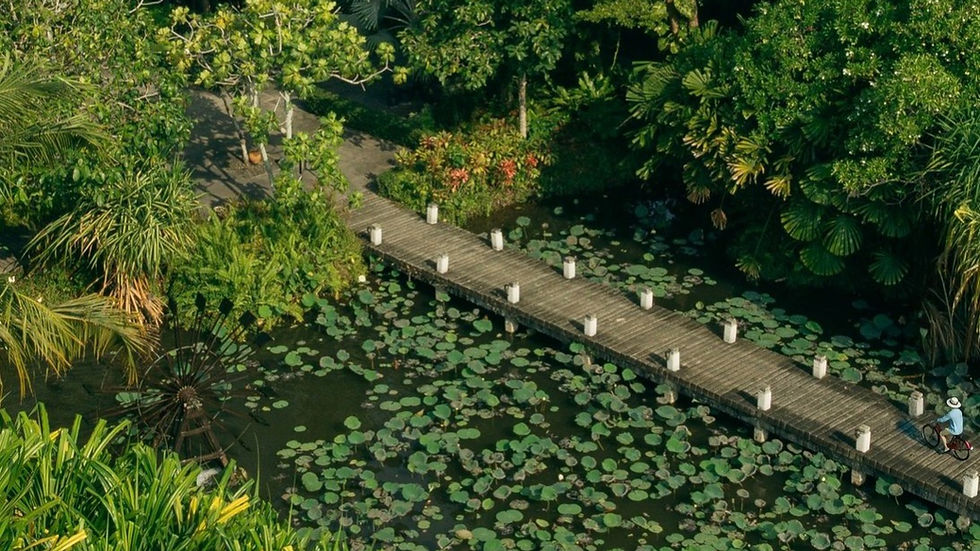 สะพานไม้เหนือสระบัวท่ามกลางสวนเมืองร้อน ณ อนันตรา ไม้ขาว ภูเก็ต วิลล่าส์ ปรากฏในซีรีส์ The White Lotus