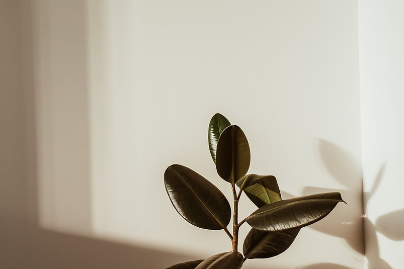 plant background photo