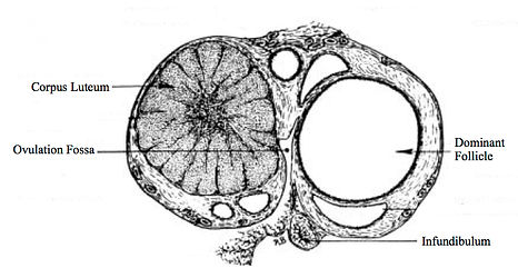 ovary anatomy.jpg
